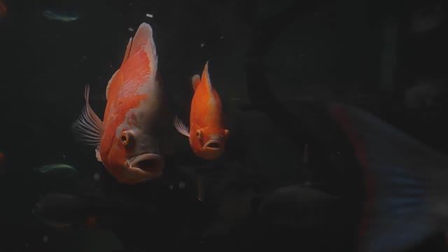 Астронотус оскар. Парэтроплюс менарамбо. Хаплохромис Джексона. Копадихромис Каданго. Океанариум РИО смотреть онлайн