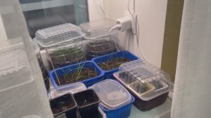 На ночь накрываю лук чернушку таким образом.