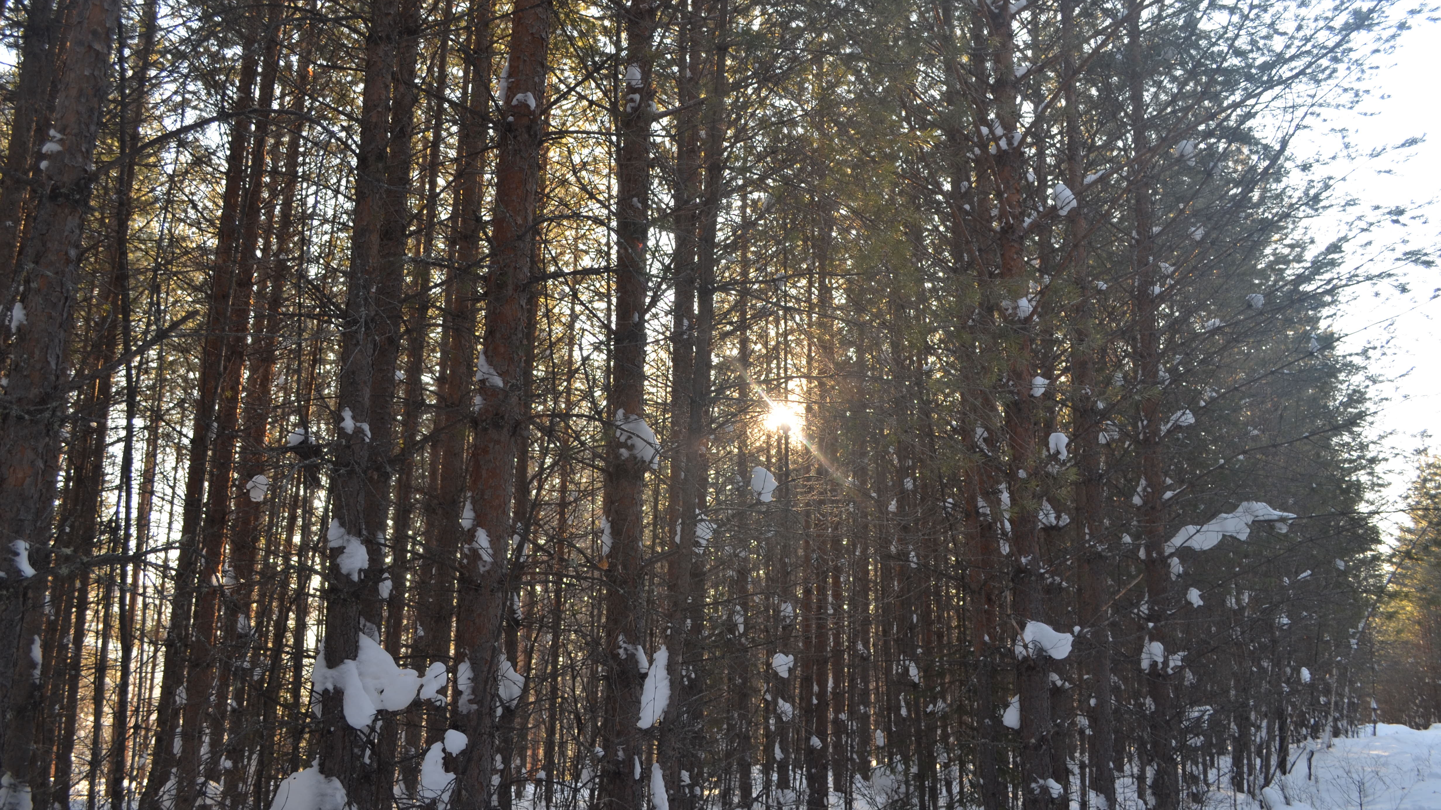 Вылазка в Лес