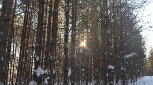 Вылазка в Лес