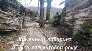 В Тисо-самшитовой роще Сочи есть каменный лабиринт, тектонический разлом, достопримечательность рощи