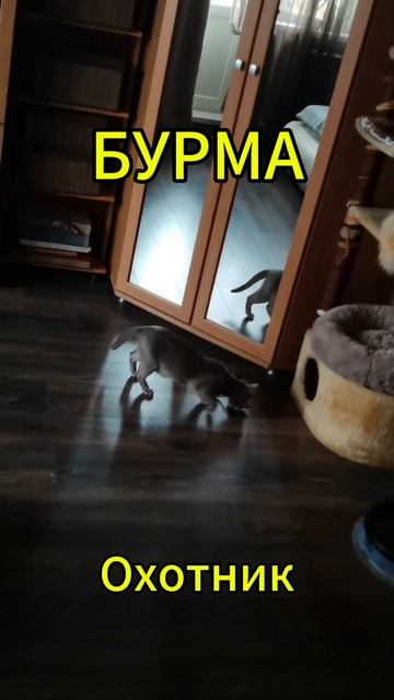 Бурма - охотник))