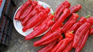 Перец Фриггителло Пепероне - Friggitello Peperone