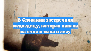 В Словакии застрелили медведицу, которая напала на отца и сына в лесу