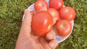 Помидоры Сладкий Красавец Узбекистана