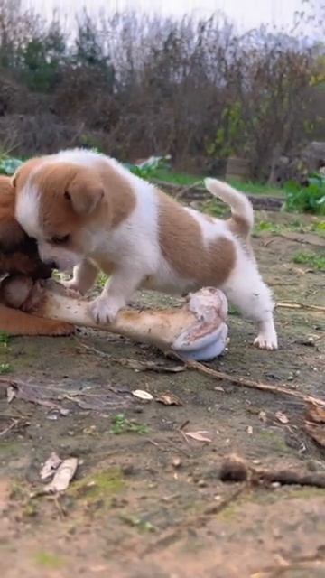 Детство терминатора