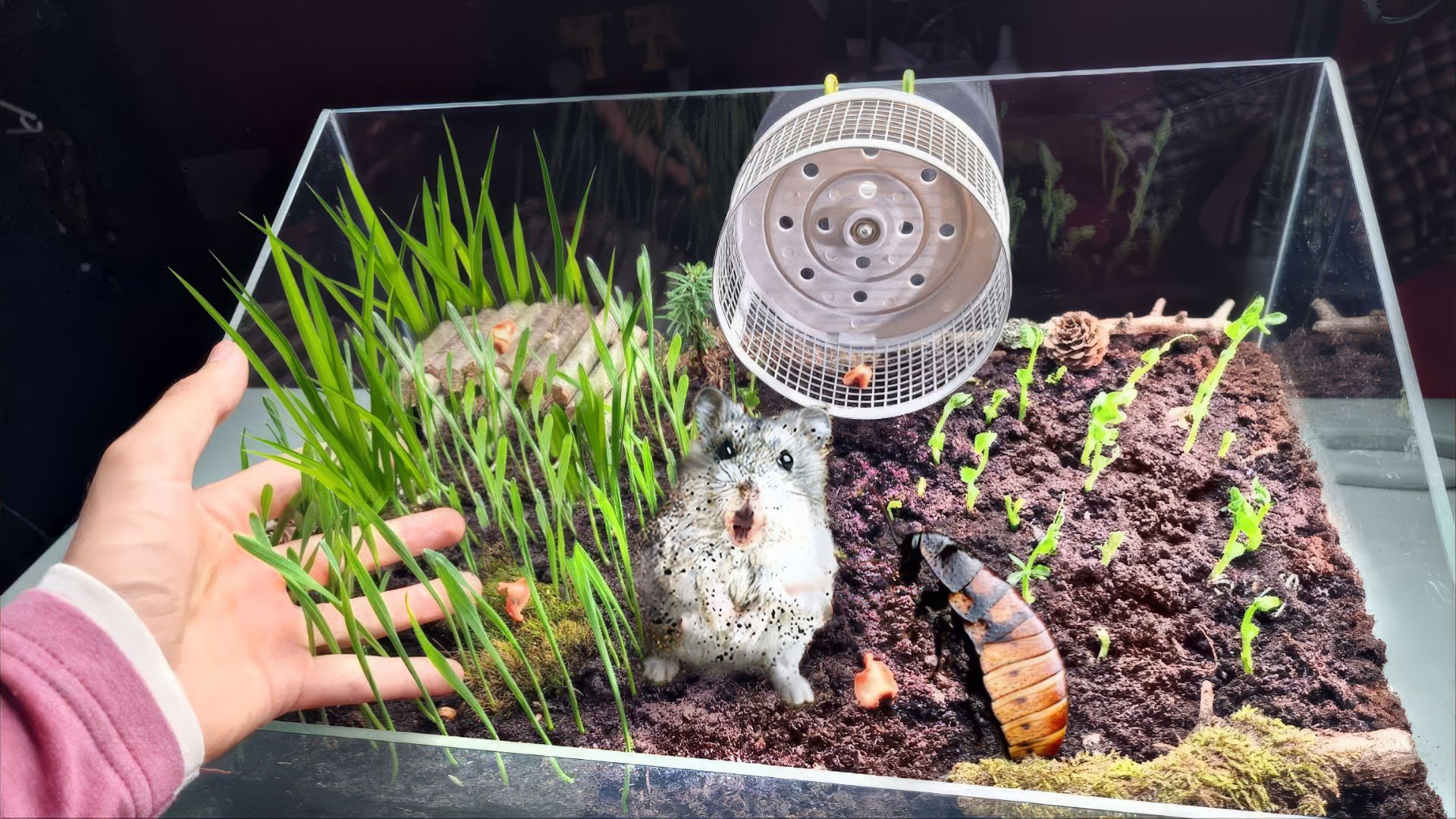 СТЕПЕ БОЛЬШЕ НЕ НУЖНА ЕДА смотреть онлайн