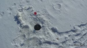 Налим на живца зимой. 5 сезон. 2 серия.