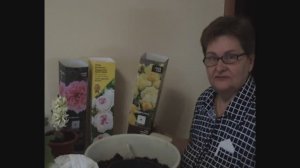 Купленные розы .Пересадка