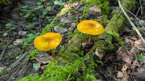 Плютей львино-жёлтый (Pluteus leoninus). Как выглядит гриб на месте произрастания.