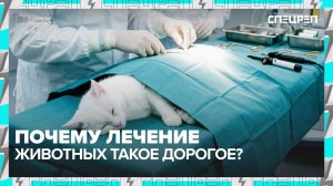 ВЕТКЛИНИКИ зарабатывают на животных | Бизнес или лечение | Спецреп