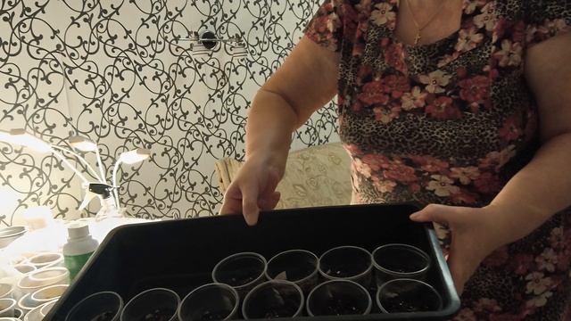 Перцы проклюнулись на второй день смотреть онлайн