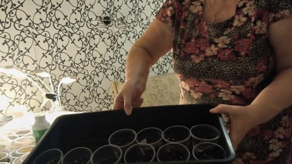 Перцы проклюнулись на второй день