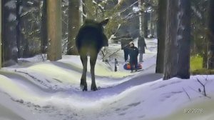 2026/2/08: Лось-5-летка на "проспектной" дорожке зоны отдыха "Лесная" воскресным вечером