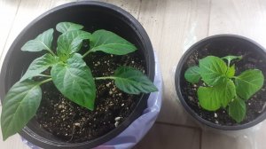 17.02.2026 Рассада цветов и перца, что изменилось за пару дней...