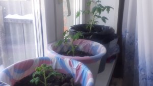 17.02.2026 Рассматриваем томаты на ранний урожай.