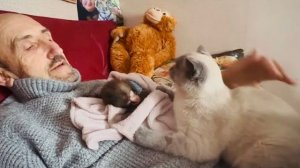 После урагана НЕТ СВЕТА, и мы пытаемся уговорить Басика греть Тома, но тут пришли еще ДВА КОТА!!!