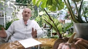 4 способа выращивания лука Фукая в Подмосковье. Исходя из моего опыта.