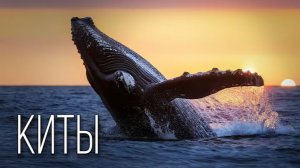 Чему киты могут научить нас?