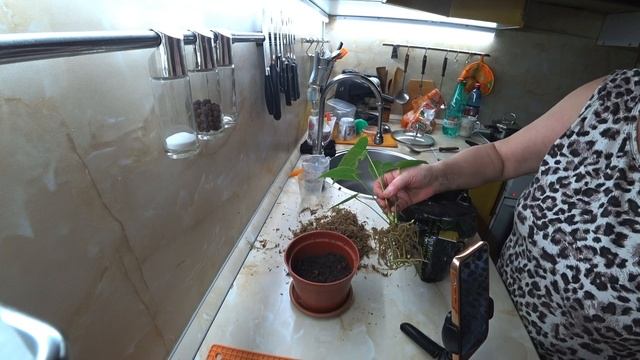 Распаковка. Нужные мелочи. Пересадила Антуриум. 16.02.2026 смотреть онлайн