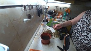 Распаковка. Нужные мелочи. Пересадила Антуриум. 16.02.2026