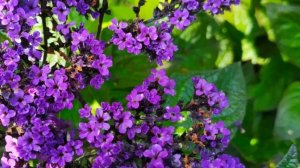 Гелиотроп. Посев, всходы гелиотропа