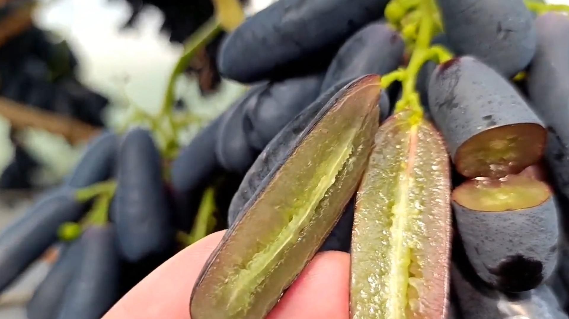 Виноград Аватар (Сладкий Сапфир) Ростов-на-Дону | Маленькие Сады