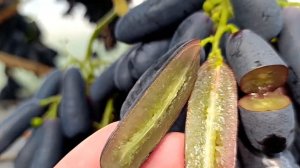 Виноград Аватар (Сладкий Сапфир) Ростов-на-Дону | Маленькие Сады