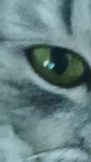 обзор на мою кошку 2 часть 

кузя,вася.