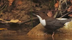 Звук природы. Птицы. Пение птицы Оляпка у горного ручья