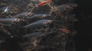 Стеклянный сомик. Сомики ловят волну. Прозрачные рыбки. Океанариум РИО