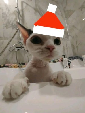 играем в укради бреинрот