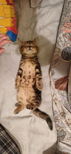 я играю в R.E.P.O.