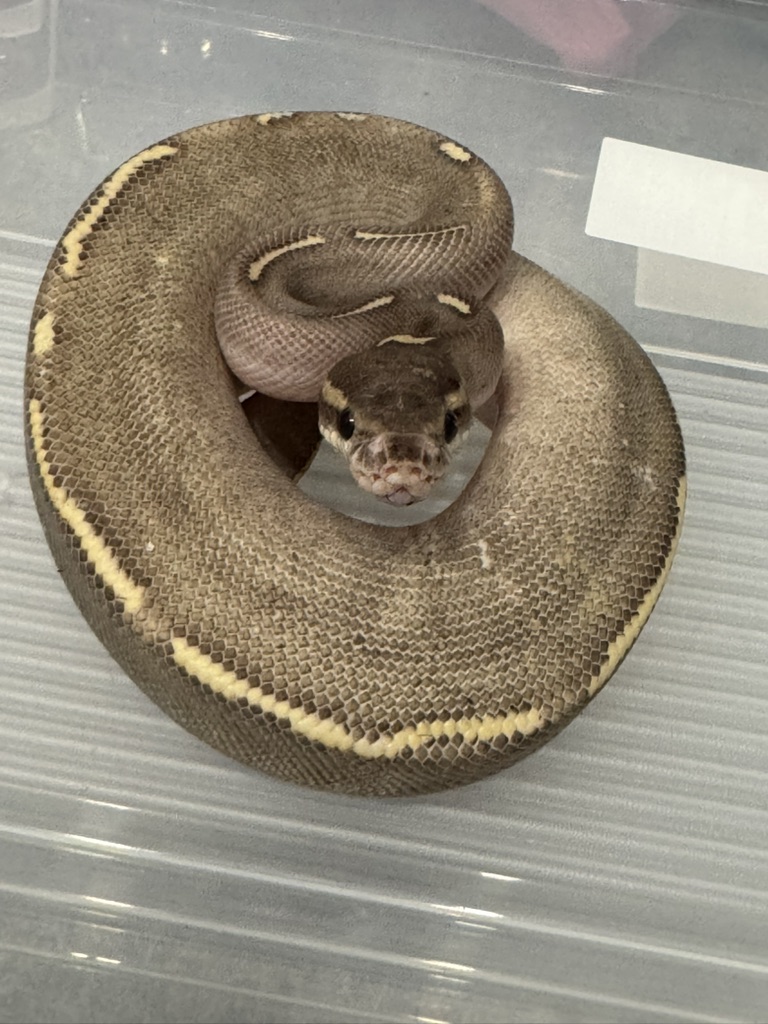 Экзотические животные , домашние змеи