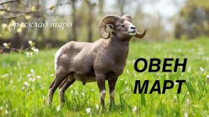 ОВЕН таро прогноз на МАРТ 2026 [расклад таро] [гадание онлайн]