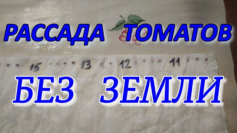 ПОСЕВ семян ТОМАТОВ в закрутки БЕЗ ЗЕМЛИ.