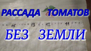 ПОСЕВ семян ТОМАТОВ в закрутки БЕЗ ЗЕМЛИ.