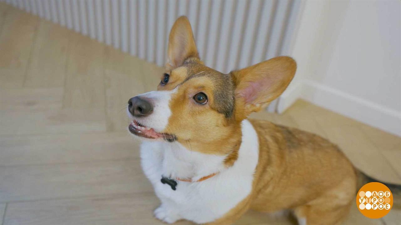 Собака, не гавкай! Лучше съешь вкусняшку... Доброе утро. Фрагмент выпуска от 17.02.2026 смотреть онлайн