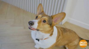 Собака, не гавкай! Лучше съешь вкусняшку... Доброе утро. Фрагмент выпуска от 17.02.2026