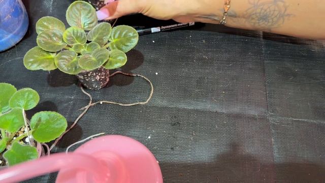 Фиалки .Обзор новых фиалок в моей коллекции. смотреть онлайн