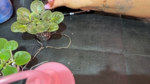 Фиалки .Обзор новых фиалок в моей коллекции.