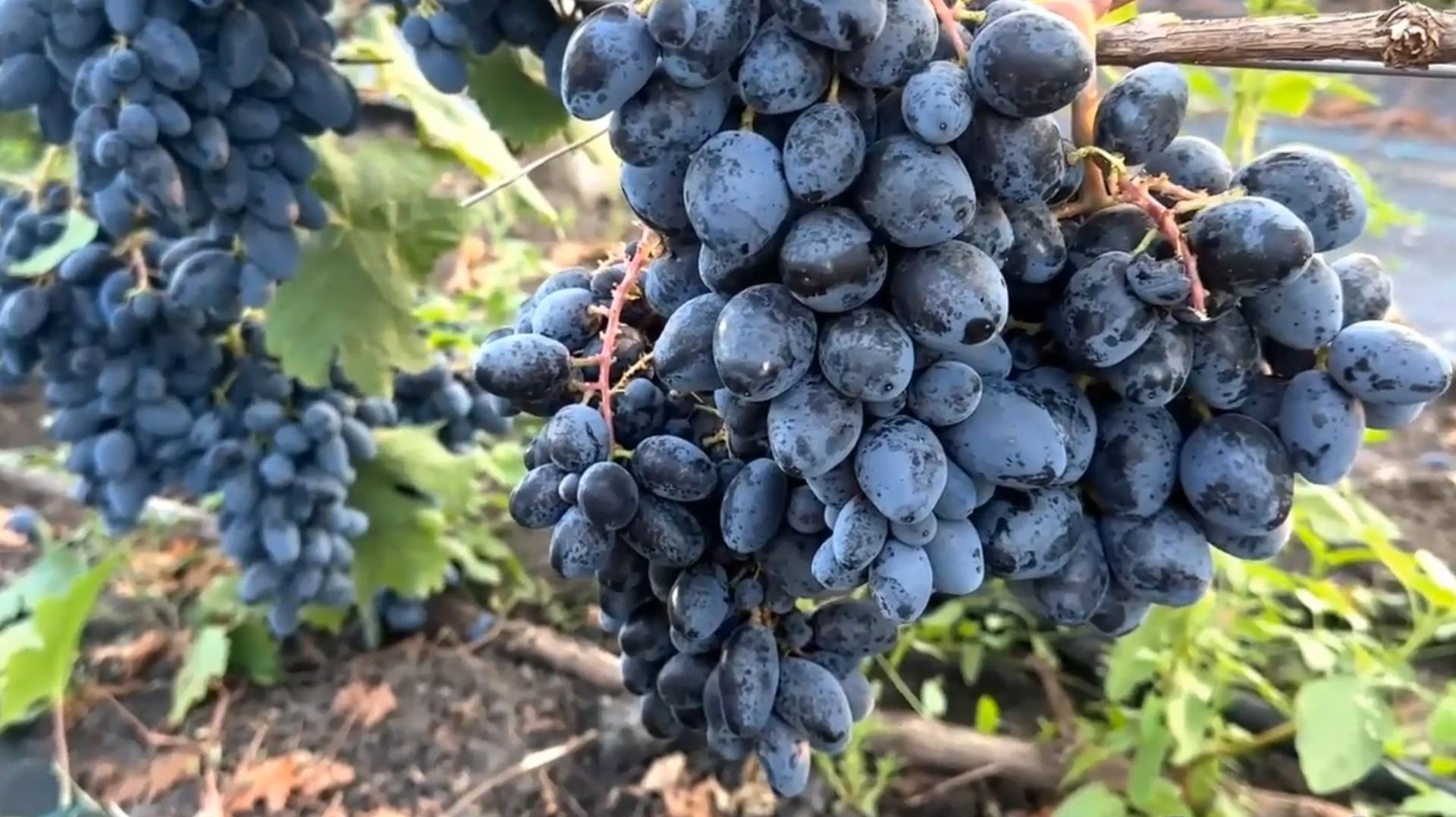 Ромбик - виноград самого раннего срока созревания Ростов-на-Дону