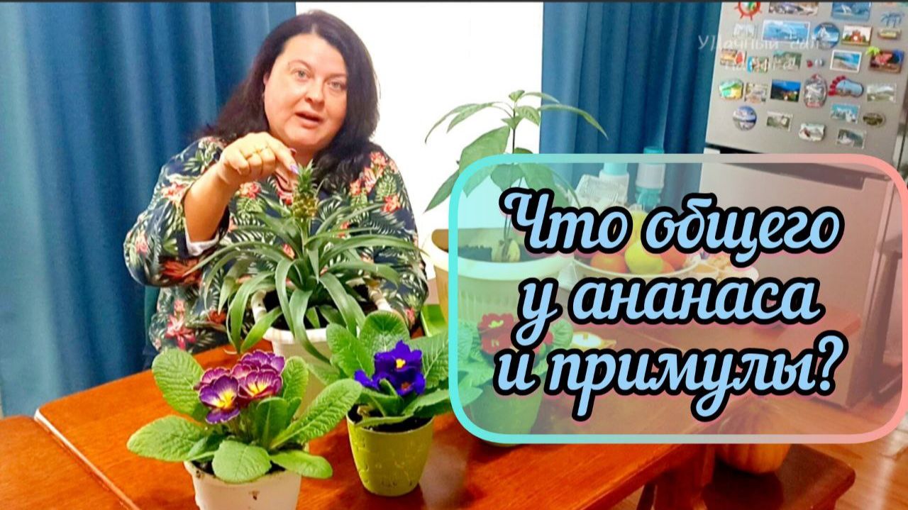 Тропиканец и Альпийки. Идеальная пересадка ананаса и садовых примул.