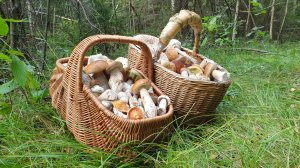 БОРОВИКИ ЕЛОВИКИ КРАСАВЦЫ ЧИСТОГАНЫ ! ГРИБАЛОЧКА ПО УТРУ !