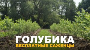 ЛЕГКО И БЫСТРО РАЗМНОЖАЕМ ГОЛУБИКУ. Быстрый способ размножения голубики.