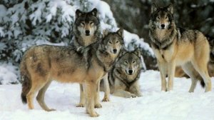 Таежные истории  русских лесов.