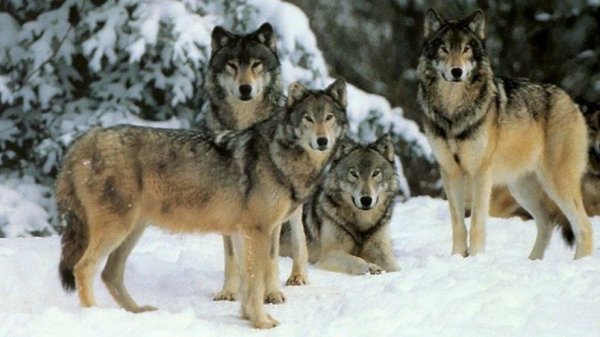 Таежные истории русских лесов.