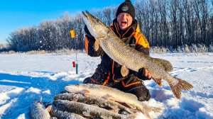 ТАКОЙ КЛЁВ ЖДЁШЬ ВСЮ ЗИМУ😱!!! ГОРА ЩУКИ ЗА ДВА ДНЯ! Зимняя рыбалка.