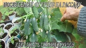 Как_сажать_семена_огурцов_дома.Посев_семян_огурцов_на_рассаду.Выращивание_рассады_огурцов_в_домашних