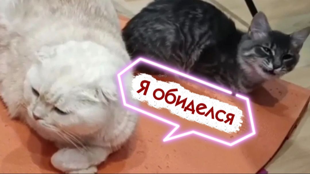 Кот обиделся? Всё написано на мордочке! «Не подходи ко мне». Когда в доме два кота смотреть онлайн